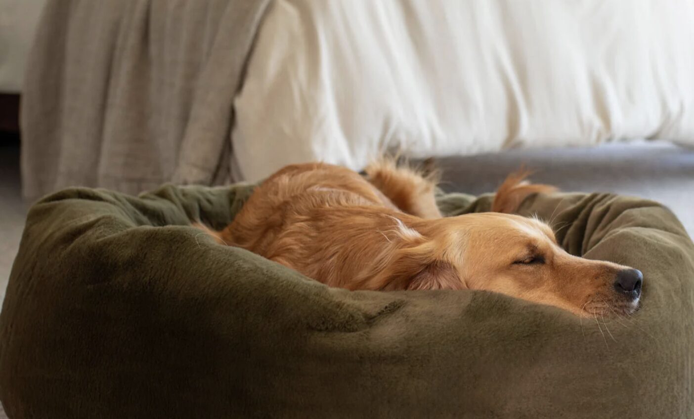 愛犬と快適に暮らす部屋づくり|オーストラリア実例